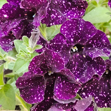 Ag House Apartment *