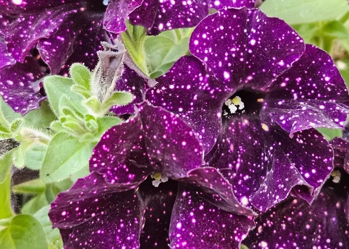 Ag House Apartment *