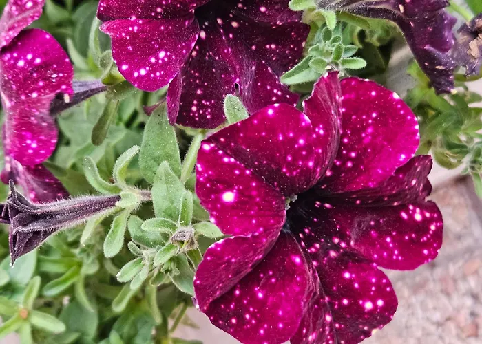 Apartment Ag House *